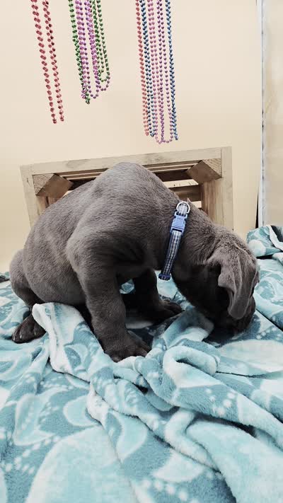Carl Blue Brindle Cane Corso, a male Cane Corso for sale in Saint Cloud, MN – 4 of 4