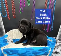 Todd, a male Cane Corso for sale in Saint Cloud, MN – 7 of 7