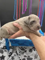 Serenity Blue eyes! Silver Merle, a female Great Dane and Cane Corso for sale in Saint Cloud, MN – 10 of 10