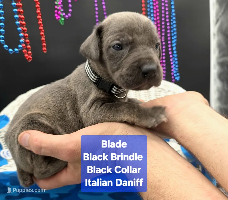 Blade – Great Dane, Cane Corso puppy for sale in Saint Cloud, MN