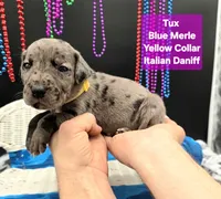 Tux Merle, a female Great Dane and Cane Corso for sale in Saint Cloud, MN – 4 of 7