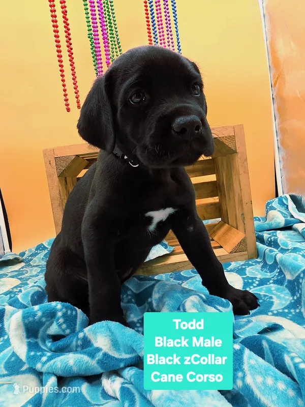 Todd – Cane Corso puppy for sale in Saint Cloud, MN