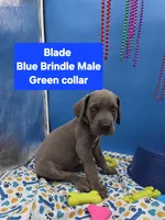 Blade Blue Eyes, a male Great Dane and Cane Corso for sale in Saint Cloud, MN – 4 of 9