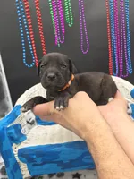 Crimson, a female Great Dane and Cane Corso for sale in Saint Cloud, MN – 4 of 8