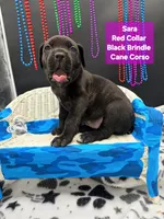 Sara world champion cane corso , a female Cane Corso for sale in Saint Cloud, MN – 5 of 9