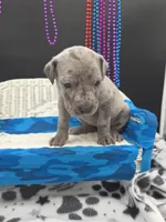 Ghost (blue eyes!) Silver Merle , a female Great Dane and Cane Corso for sale in Saint Cloud, MN – 6 of 6