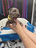 Tux Merle, a female Great Dane and Cane Corso for sale in Saint Cloud, MN – 5 of 7
