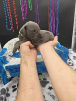 Tyson , a male Great Dane and Cane Corso for sale in Saint Cloud, MN – 1 of 7