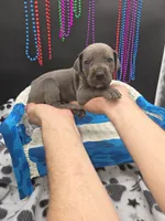 Tyson , a male Great Dane and Cane Corso for sale in Saint Cloud, MN – 7 of 7