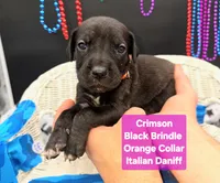 Crimson, a female Great Dane and Cane Corso for sale in Saint Cloud, MN – 8 of 8
