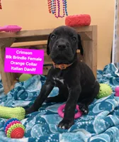 Crimson PRICE REDUCED THROUGH WEEKEND, a female Great Dane and Cane Corso for sale in Saint Cloud, MN – 6 of 6