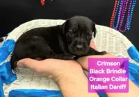 Crimson, a female Great Dane and Cane Corso for sale in Saint Cloud, MN – 5 of 8