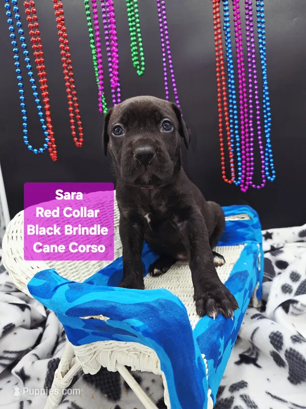 Sara world champion cane corso  – Cane Corso puppy for sale in Saint Cloud, MN