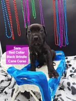 Sara world champion cane corso , a female Cane Corso for sale in Saint Cloud, MN – 1 of 9