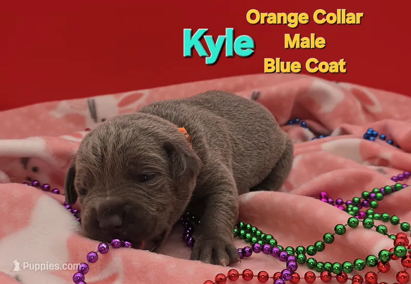 Kyle – Cane Corso puppy for sale in Saint Cloud, MN