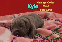 Kyle, a male Cane Corso for sale in Saint Cloud, MN – 1 of 4