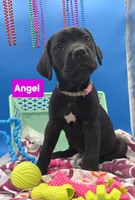Clarissa , a female Cane Corso for sale in Saint Cloud, MN – 7 of 8