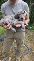 Ghost (blue eyes!) PRICE REDUCED THROUGH WEEKENDSilver Merle , a female Great Dane for sale in Saint Cloud, MN – 2 of 8