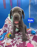 Kyle Blue Cane Corso *CROPPED EARS*  World Champion Bloodline , a male Cane Corso for sale in Saint Cloud, MN – 5 of 8