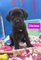 Clarissa , a female Cane Corso for sale in Saint Cloud, MN – 6 of 8