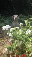 Smoke PRICE REDUCED THROUGH WEEKEND, a male Great Dane and Cane Corso for sale in Saint Cloud, MN – 3 of 7