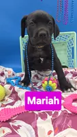 Mariah , a female Cane Corso for sale in Saint Cloud, MN – 2 of 5