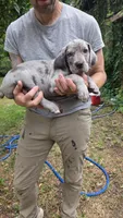 Silver merle with blue eyes Great dane female , a female Great Dane for sale in Saint Cloud, MN – 3 of 3