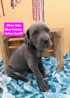 SilverMist Italian Daniff PRICE REDUCED THROUGH WEEKEND, a female Great Dane and Cane Corso for sale in Saint Cloud, MN – 6 of 8