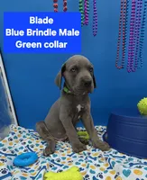 Blade Blue Eyes, a male Great Dane and Cane Corso for sale in Saint Cloud, MN – 3 of 9