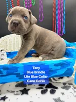 Tony, a male Cane Corso for sale in Saint Cloud, MN – 7 of 9
