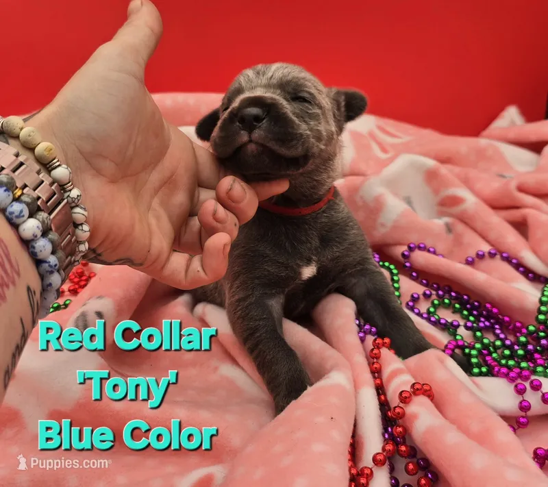 Tony – Cane Corso puppy for sale in Saint Cloud, MN