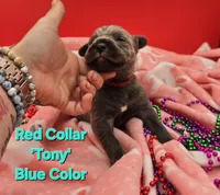 Tony, a male Cane Corso for sale in Saint Cloud, MN – 1 of 2