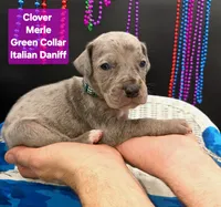 Clover Blue eye silver merle, a female Great Dane and Cane Corso for sale in Saint Cloud, MN – 4 of 5