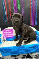 Sara world champion cane corso , a female Cane Corso for sale in Saint Cloud, MN – 2 of 9