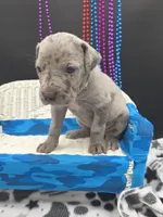 Ghost (blue eyes!) Silver Merle , a female Great Dane and Cane Corso for sale in Saint Cloud, MN – 5 of 6