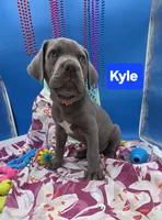 Kyle Blue Cane Corso *CROPPED EARS*  World Champion Bloodline , a male Cane Corso for sale in Saint Cloud, MN – 6 of 8