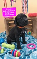 Crimson PRICE REDUCED THROUGH WEEKEND, a female Great Dane and Cane Corso for sale in Saint Cloud, MN – 5 of 6