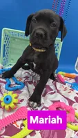 Mariah , a female Cane Corso for sale in Saint Cloud, MN – 5 of 5