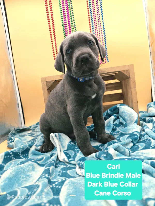 Carl Blue Brindle Cane Corso – Cane Corso puppy for sale in Saint Cloud, MN