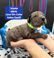 Smoke may keep green eyes Merle, a male Great Dane and Cane Corso for sale in Saint Cloud, MN – 2 of 3