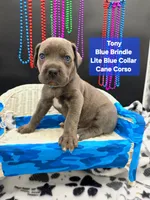 Tony, a male Cane Corso for sale in Saint Cloud, MN – 6 of 9