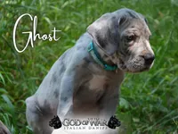 Ghost (blue eyes!) PRICE REDUCED THROUGH WEEKENDSilver Merle , a female Great Dane for sale in Saint Cloud, MN – 5 of 8