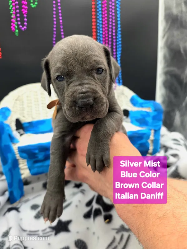 SilverMist Rare Italian Daniff  – Great Dane, Cane Corso puppy for sale in Saint Cloud, MN