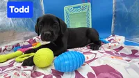 Todd, a male Cane Corso for sale in Saint Cloud, MN – 4 of 7