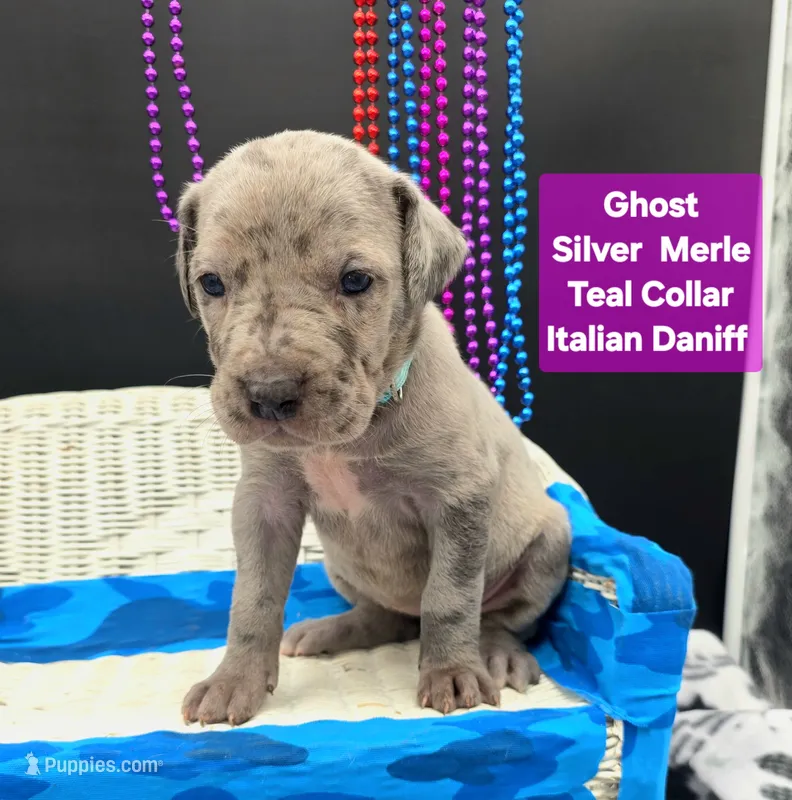 Ghost (blue eyes!) Silver Merle  – Great Dane, Cane Corso puppy for sale in Saint Cloud, MN