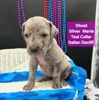 Ghost (blue eyes!) Silver Merle , a female Great Dane and Cane Corso for sale in Saint Cloud, MN – 1 of 6