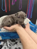 Tux Merle, a female Great Dane and Cane Corso for sale in Saint Cloud, MN – 7 of 7