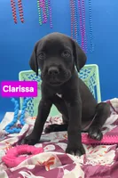 Clarissa , a female Cane Corso for sale in Saint Cloud, MN – 4 of 8