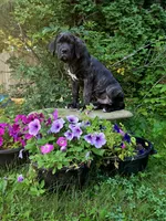 Franklyn Cane Corso, a male Cane Corso for sale in Saint Cloud, MN – 8 of 9