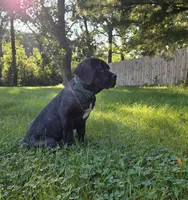 Franklyn Cane Corso, a male Cane Corso for sale in Saint Cloud, MN – 9 of 9